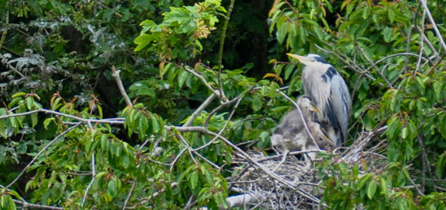 Little Blue Herons