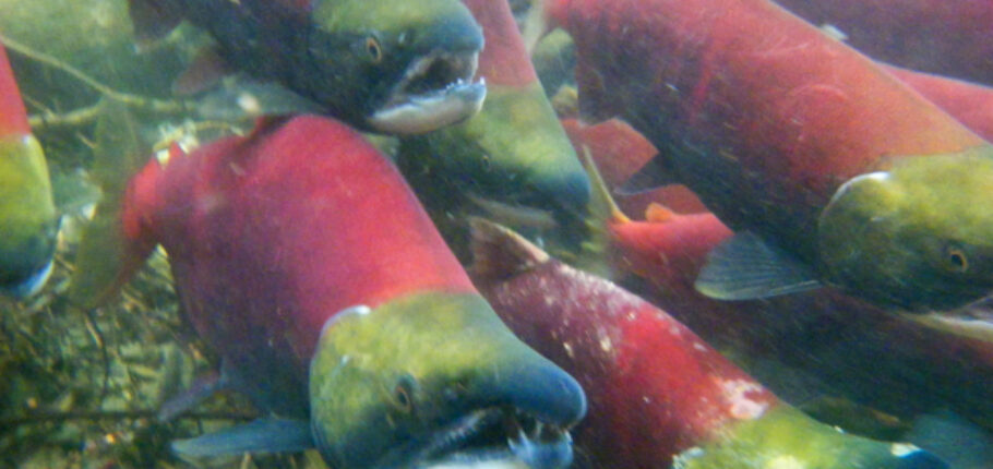 Adams River Salmon Run